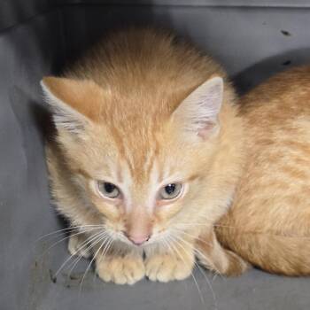 Benny -  Domestic Short Hair Cat for Adoption in Newark, New Jersey - Benny | PetCurious