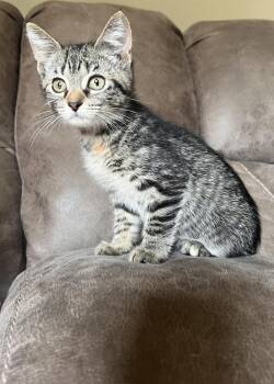 Kenya -  Domestic Short Hair Cat for Adoption in Rochester, Indiana - Kenya | PetCurious