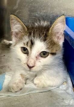 Rescue Domestic Short Hair Cats for Adoption in Danielsville, Georgia - Mona | PetCurious