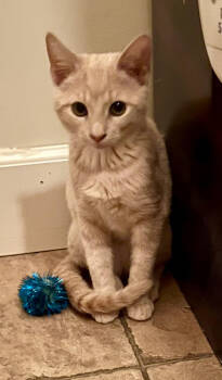 Rescue Domestic Short Hair Cats for Adoption in Lancaster, California - Sunny | PetCurious