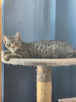 Domestic Short Hair Cats Available for Adoption in Mokena, Illinois - Hickory | PetCurious