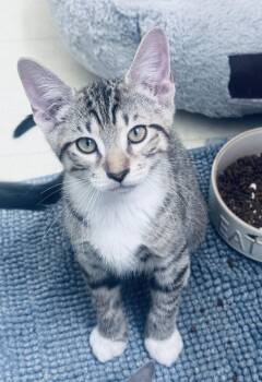 Tommy -  Domestic Short Hair and Tabby Cat for Adoption in Frisco, Texas - Tommy | PetCurious