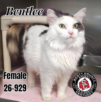 Bentlee -  Domestic Long Hair Cat for Adoption in Georgetown, Kentucky - Bentlee | PetCurious