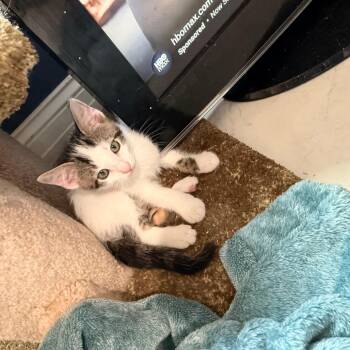 Lunar -  Domestic Short Hair Cat for Adoption in Huntsville, Alabama - Lunar | PetCurious