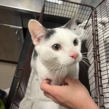 Cane -  Domestic Short Hair and Mixed Breed Cat for Adoption in Chicago, Illinois - Cane | PetCurious