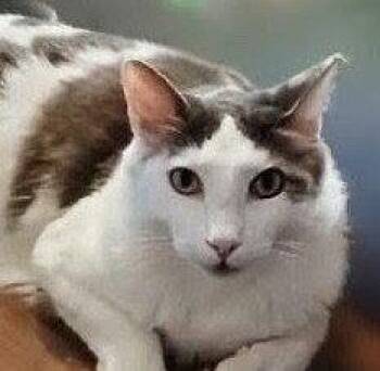 Timmy -  Domestic Medium Hair Cat for Adoption in Oakland Park, Florida - Timmy | PetCurious