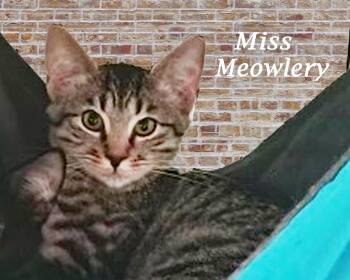 Rescue Tabby Cats for Adoption in Monrovia, California - MISS MEOWLERY | PetCurious