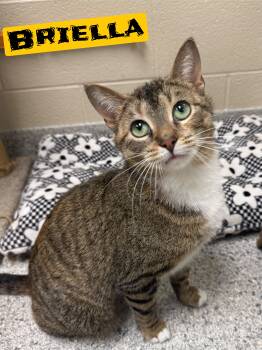 Domestic Short Hair Cats Available for Adoption in Valparaiso, Indiana - Briella | PetCurious
