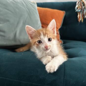 Rooney -  Tabby Cat for Adoption in San Juan Capistrano, California - Rooney | PetCurious