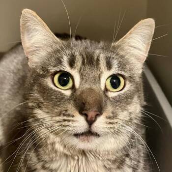 Domestic Short Hair Cats Available for Adoption - Laverne | PetCurious