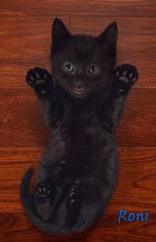 Roni -  Domestic Short Hair Cat Available for Adoption in Miami, Oklahoma - Roni | PetCurious