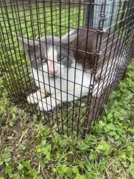 Domestic Short Hair Cats Available for Adoption in Houston, Texas - A655372 | PetCurious