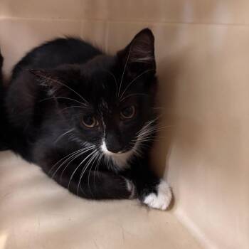 Ferb -  Domestic Short Hair Cat for Adoption in Allentown, Pennsylvania - Ferb | PetCurious