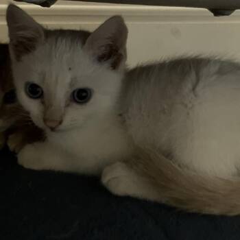 Ghost -  Domestic Medium Hair Cat for Adoption in Overland Park, Kansas - Ghost | PetCurious