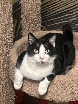 Ty -  Domestic Short Hair Cat for Adoption in Las Vegas, Nevada - Ty | PetCurious