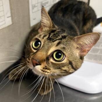 Duke -  Domestic Short Hair Cat for Adoption in Yuma, Arizona - Duke | PetCurious