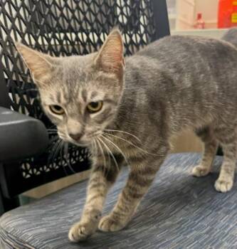 RAIN -  Domestic Short Hair Cat for Adoption in Baytown, Texas - RAIN | PetCurious