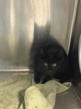 Mr. Bean -  Domestic Short Hair Cat for Adoption in Boone, Iowa - Mr. Bean | PetCurious