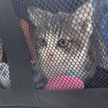 Sienna -  Domestic Short Hair Cat for Adoption in Hawthorne, California - Sienna | PetCurious