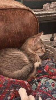 Atlas -  Domestic Short Hair Cat for Adoption in Wheaton, Illinois - Atlas | PetCurious