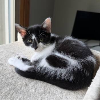 Stella -  Domestic Short Hair Cat for Adoption in Carmel, Indiana - Stella | PetCurious