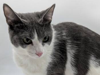 Phyllis Vance -  Domestic Short Hair Cat for Adoption in Powell, Ohio - Phyllis Vance | PetCurious
