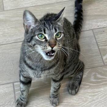 Alice -  Domestic Short Hair Cat for Adoption in Flagstaff, Arizona - Alice | PetCurious