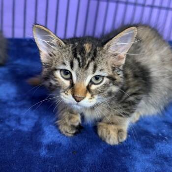 Cloves -  Siberian and Maine Coon Cat for Adoption in Mount Vernon, Illinois - Cloves | PetCurious