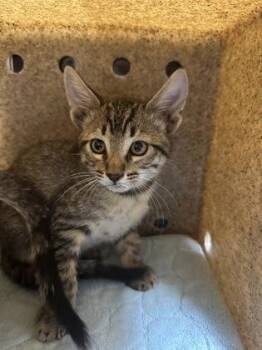 Little Foot -  Domestic Short Hair Cat for Adoption in Missoula, Montana - Little Foot | PetCurious