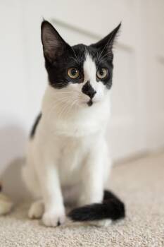 Rescue Domestic Short Hair Cats for Adoption in Avondale Estates, Georgia - Laverne | PetCurious