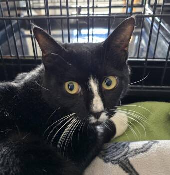 SPIRIT -  Domestic Short Hair Cat for Adoption in Southbury, Connecticut - SPIRIT | PetCurious