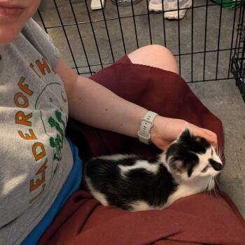 Licorice (bonded with Popcorn) -  Domestic Short Hair Cat for Adoption in Reisterstown, Maryland - Licorice (bonded With Popcorn) | PetCurious