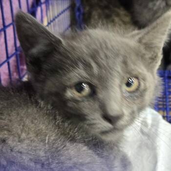 Patriot -  Domestic Short Hair Cat for Adoption in Newark, New Jersey - Patriot | PetCurious