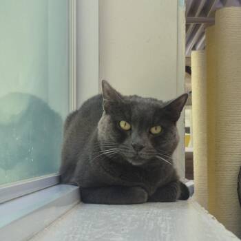 Lilah -  Domestic Short Hair Cat for Adoption in Newark, New Jersey - Lilah | PetCurious