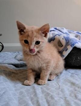 Sawyer -  Domestic Short Hair Cat for Adoption in Fairfax, Virginia - Sawyer | PetCurious