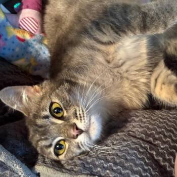 Judy -  Domestic Short Hair Cat Available for Adoption in Kent, Washington - Judy | PetCurious