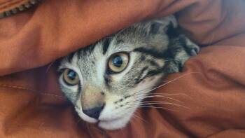 Jasper ....COURTESY LISTING...CONTACT OWNER -  Domestic Short Hair Cat for Adoption in Frisco, Texas - Jasper ....COURTESY LISTING...CONTACT OWNER | PetCurious