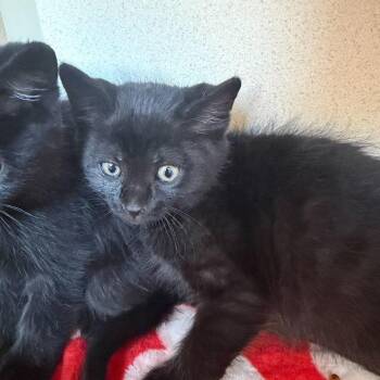 Domestic Short Hair Cats Available for Adoption in Rifle, Colorado - Broadway (26-1J-4) | PetCurious
