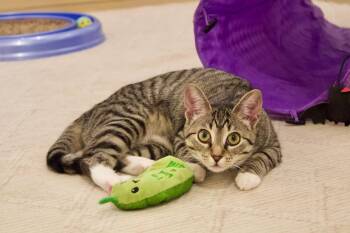 Maylee -  Domestic Short Hair Cat for Adoption in North Haven, Connecticut - Maylee | PetCurious