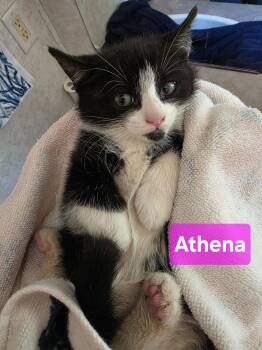 Domestic Short Hair Cats Available for Adoption in Hickory, North Carolina - Athena | PetCurious