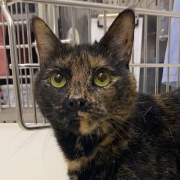 Domestic Short Hair Cats Available for Adoption in Warwick, Rhode Island - Bean | PetCurious