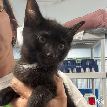 Domestic Short Hair Cats Available for Adoption in Washington, District Of Columbia - Suede | PetCurious