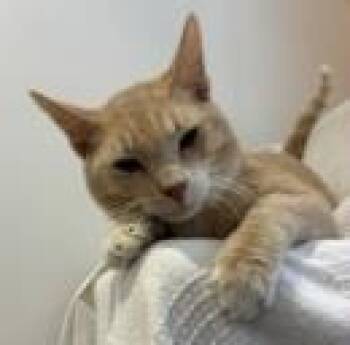 Domestic Short Hair Cats Available for Adoption in Fort Worth, Texas - Coffey | PetCurious