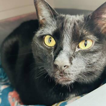 Rescue Domestic Short Hair Cats for Adoption in Seguin, Texas - Aiko | PetCurious