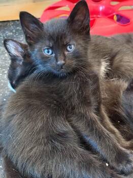 Carter -  Domestic Short Hair Cat for Adoption in Vancouver, Washington - Carter | PetCurious
