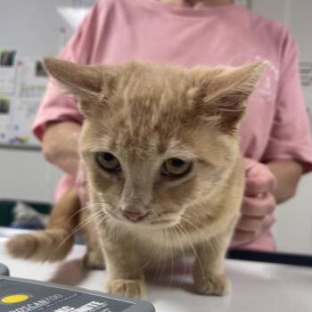 Goose -  Domestic Short Hair Cat for Adoption in Canton, Illinois - Goose | PetCurious