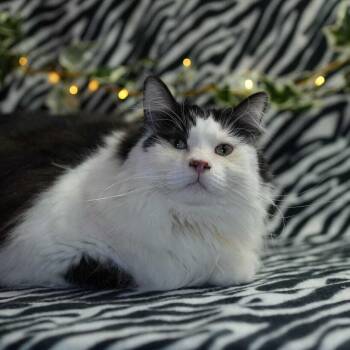 Domestic Long Hair Cats Available for Adoption in Wheaton, Illinois - Lentil | PetCurious