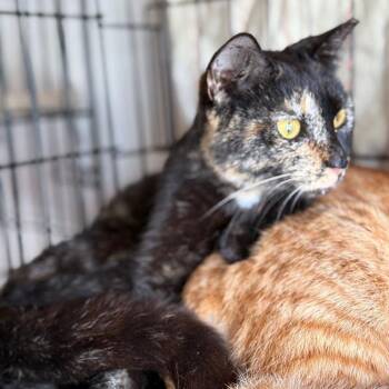 Domestic Short Hair Cats Available for Adoption - Sammie | PetCurious