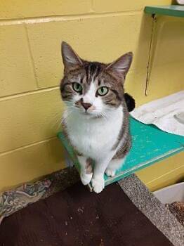 Lovebug -  Domestic Short Hair Cat for Adoption in Pottsville, Pennsylvania - Lovebug | PetCurious