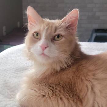 Tortoo -  Domestic Long Hair Cat for Adoption in Fairfax, Virginia - Tortoo | PetCurious